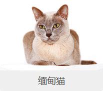 盘点67种猫猫品种大全，太详细了！(2)_猫猫选购_猫猫_宠物百科_秀宠网