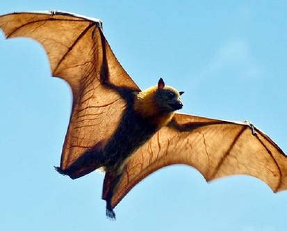 Image result for Bat-File Notepad Automatically On Start Up