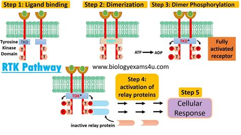 Image result for RTK Structure