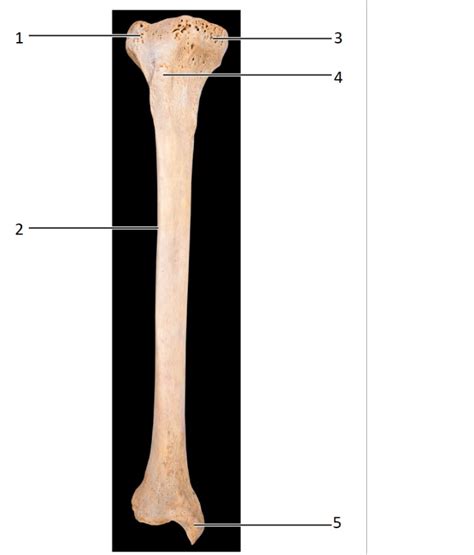 Image result for Ribstride Tibia