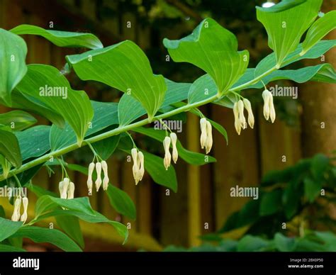 Closeup of a single stem of King Solomon's seal plant (Polygonatum x ...