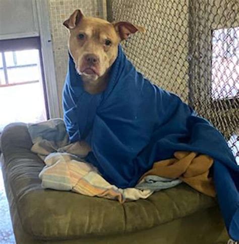 Illinois Shelter Senior Rescue Dog Adores Getting Tucked in at Night