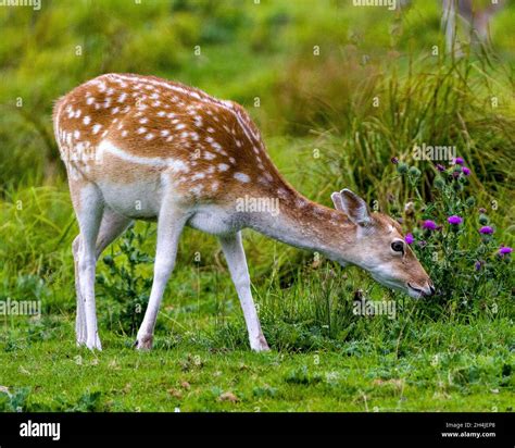 White Tailed Deer Eating Grass