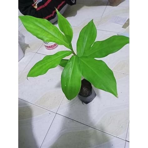 Buy Cloud Farm Live Insulin Plant/Costus Igneus Plant For Diabetes ...