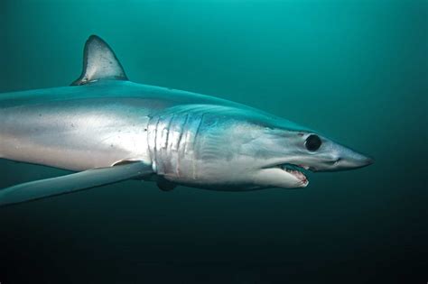 Discover 15 Sharks Found in Japanese Waters - A-Z Animals