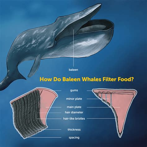 Marine Research Dives Into How Giant Baleen Whales Filter Tiny ...