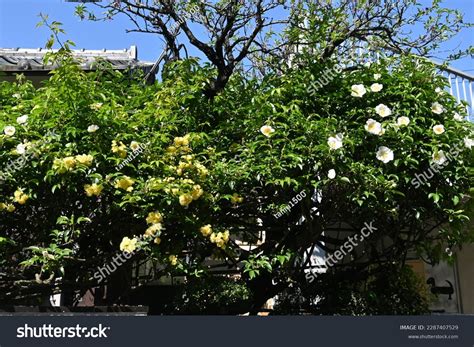 Cherokee Rose Rosa Laevigata Flowers Rosaceae Stock Photo 2287407529 ...