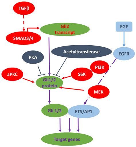 Cancers | Special Issue : Hedgehog Signaling Pathway in Cancer ...