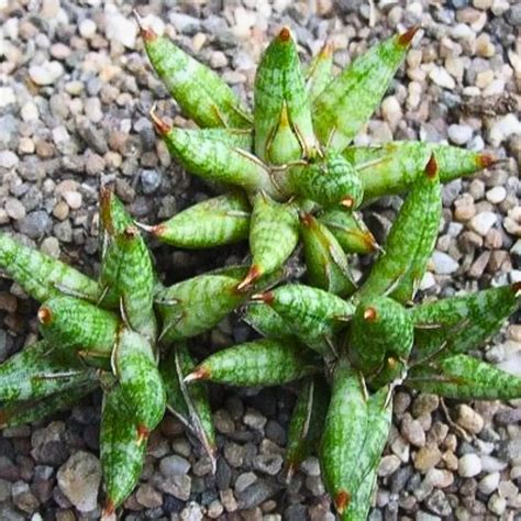 Sansevieria Ballyi | Dwarf Snake Plant – Lalit Enterprise