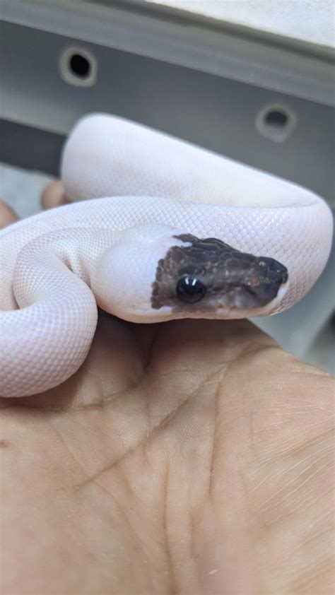 Image result for Spider Ball Python