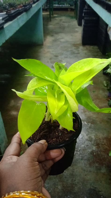 golden-money-plant – Dream Green