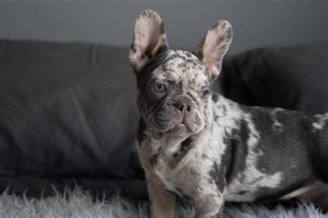 Gray French Bulldog
