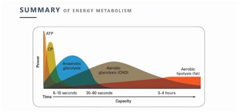 Human Energy System Chart 的图像结果