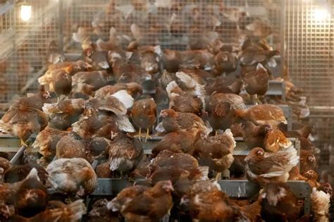 After Coronavirus, Kerala Hit By Bird Flu Scare, 13,000 Chickens To Be ...