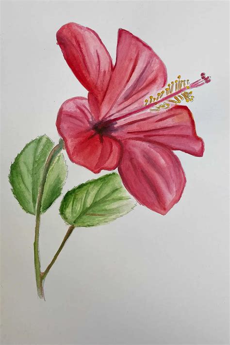 Hibiscus Flowers Drawings 12+ Hibiscus Flower Drawing Ideas: Various
