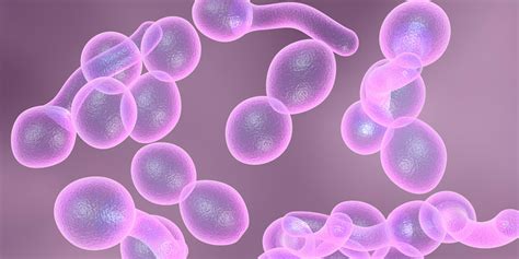 Kuvatulokset haulle candida