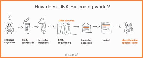Image result for DNA Barcoding Process
