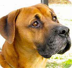 Grant Adopted Dog FCP11/10/12 6 Metamora IN Boxer/Mastiff Mix
