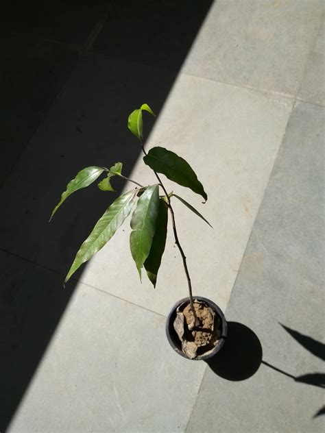 Rain Forest Dwarf Rare Hybrid Ashoka Tree Plant (Saraca Asoca ...