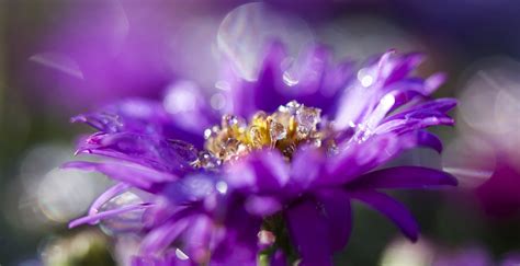 Download Purple Flower Bokeh Water Drop Macro Nature Flower HD Wallpaper