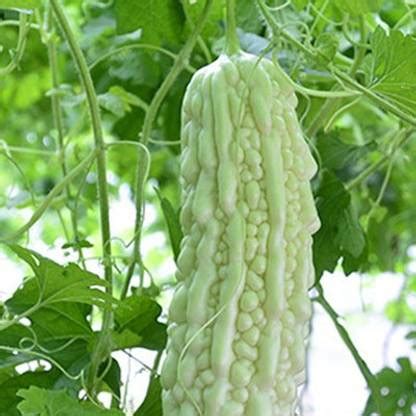 UGRA Bitter Gourd Seeds (White) Seed Price in India - Buy UGRA Bitter ...
