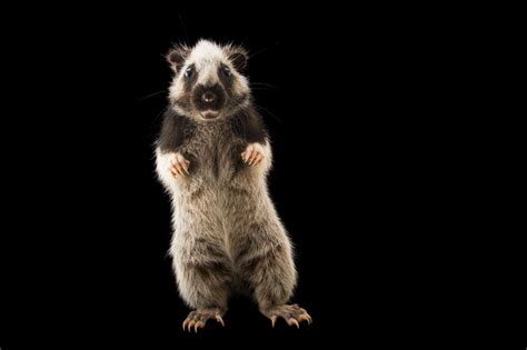 Animals Endemic To Luzon