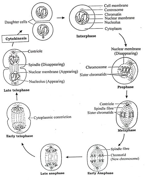 Undergoes Continual Mitotic Division