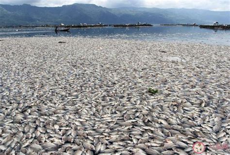 泰国和美国两地大量鱼类死亡是怎么回事 海洋异常升温会导致鱼死亡吗 _八宝网