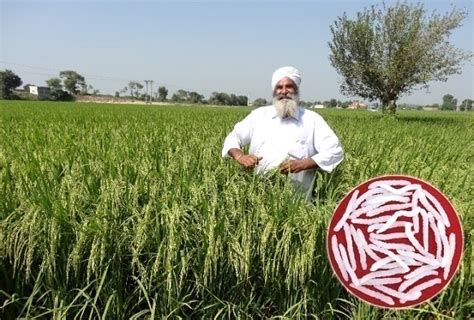 Basmati Rice Varieties | ICAR