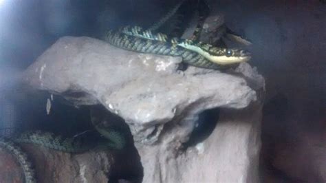 AITHAL SNAKE PARK - All You Need to Know BEFORE You Go 2026 (with ...