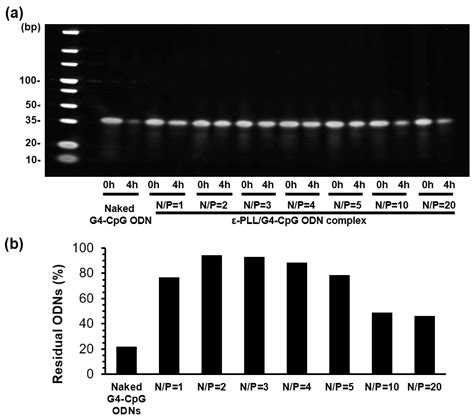 Non-Modified CpG Oligodeoxynucleotide Forming Guanine-Quadruplex ...