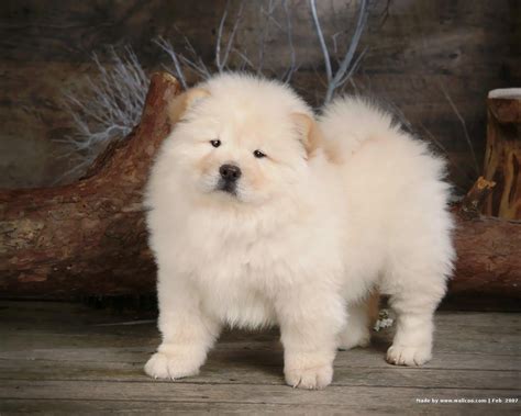 Chow Chow Puppies Wallpaper