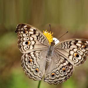 Portal For Butterfly:: M.P
