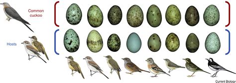 Bird eggs: Current Biology