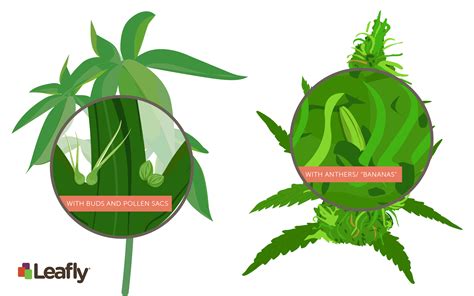 Male vs. Female Cannabis: How to Determine the Sex of Your Plant ...