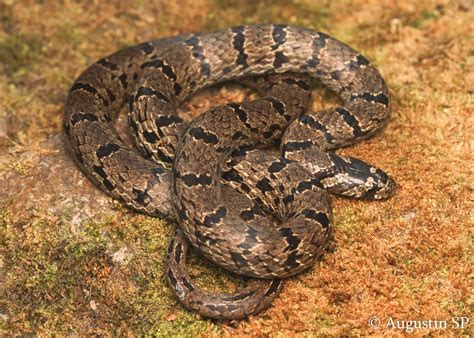 Indian Snakes - Indian Snakebite Initiative