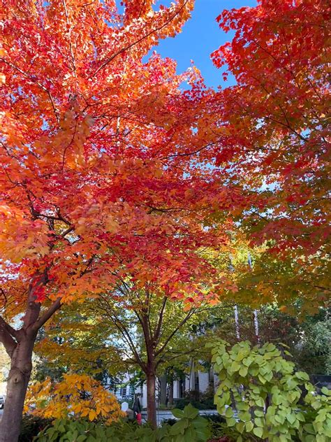 NORTHEASTERN ARBORETUM (2025) All You Need to Know BEFORE You Go (with ...