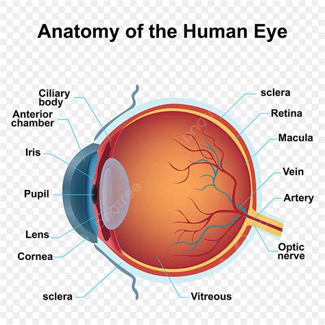 Partes Del Ojo Anatomy Of The Eye: Structures, Characteristics And