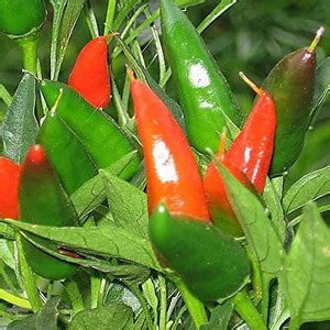 VibeX ® VMR-568 Mexican Chilli,Pueblo Giadone, Reddish Brown Seed Price ...