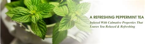 Ty-phoo Flurys Refreshing Organic Peppermint 20 Tea Bags, 24 Grams ...