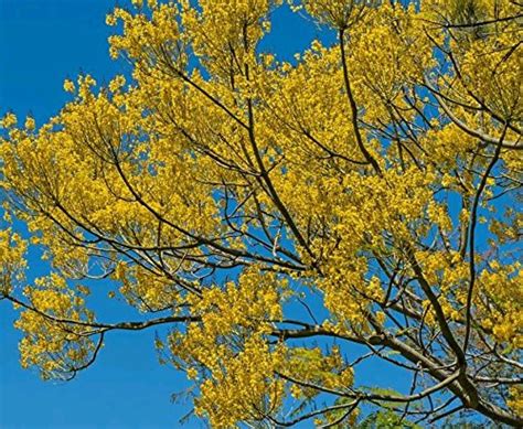 Buy Yellow Jacaranda 8 FRESH SEED Schizolobium parahyba , Brazilian ...
