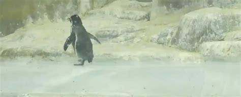 Newborn penguin triplets attract massive crowds in Mumbai Zoo - WATCH ...