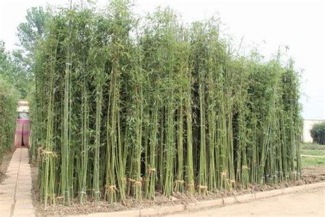 实心竹子有几种 —【发财农业网】