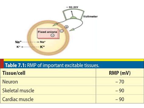 Image result for Resting Membrane Potential Flow Chart
