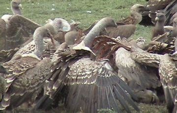 Amazing 4 Days 3 Nights Ngorongoro, Serengent with Manyara Holiday ...