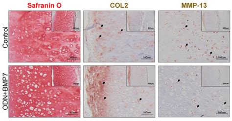 Biomolecules | February 2023 - Browse Articles