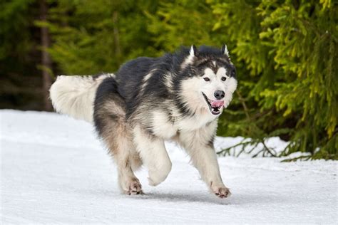Alaskan Malamute Dog Breed Info All you NEED to know.