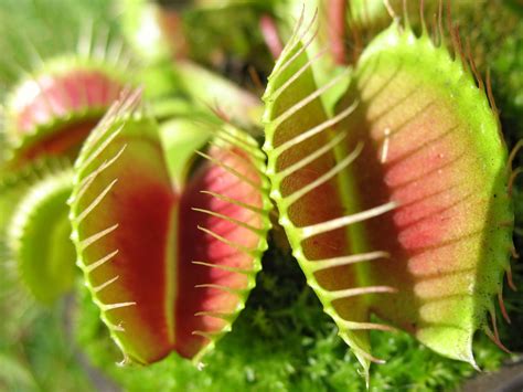 Venus flytrap | Description, Carnivorous Plant, Mechanism, Adaptations ...