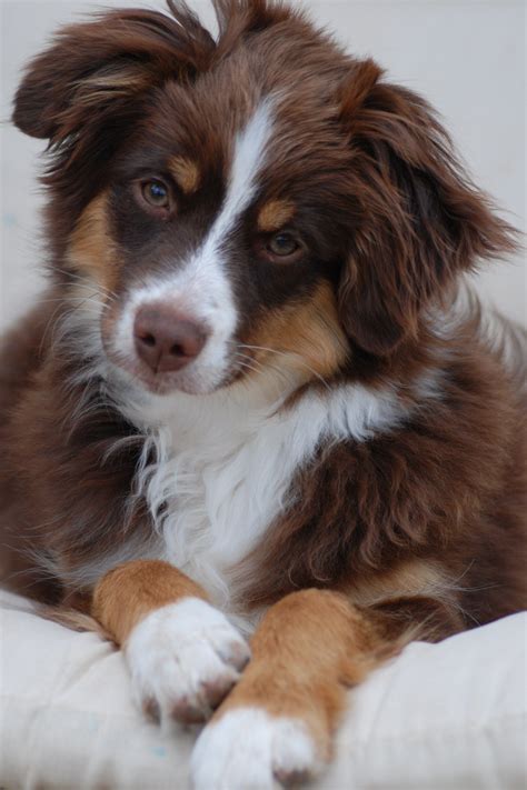 Mini Aussie Red Tri. Looks alot like my Scooby and he looks at me just ...