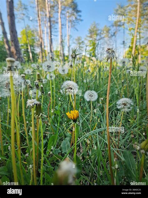 Field of dandelions in different growth stages, vibrant yellow blooms ...